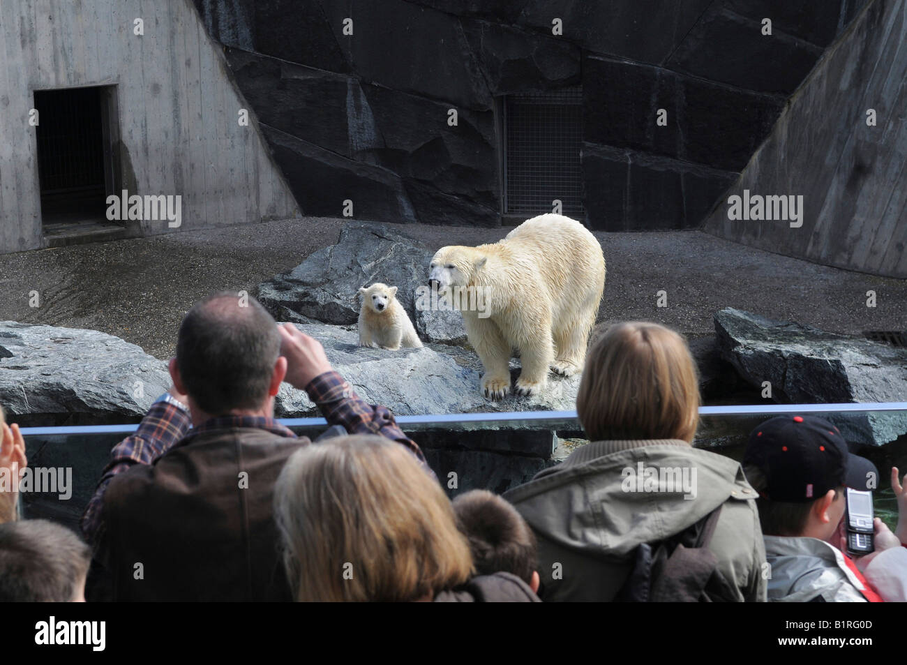 Polar Bear Cub Wilbaer und Mutter Corinna während ihr erster öffentlicher Auftritt, Besucher vor das Gehäuse auf ein Stockfoto