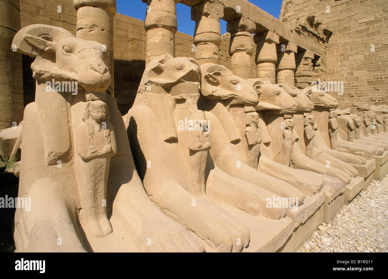 RAM-Gasse am Karnak Tempel, Luxor, Ägypten, Afrika Stockfoto