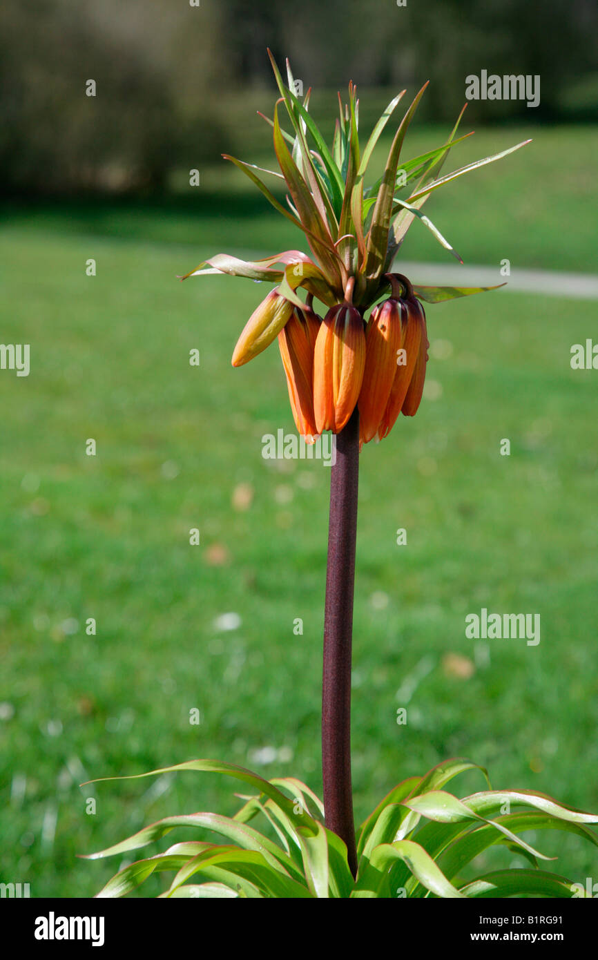 Kaiserkrone oder Kaisers Krone (Fritillaria Imperialis), Schloss Wilhelmshöhe, Kassel, Hessen, Deutschland, Europa Stockfoto