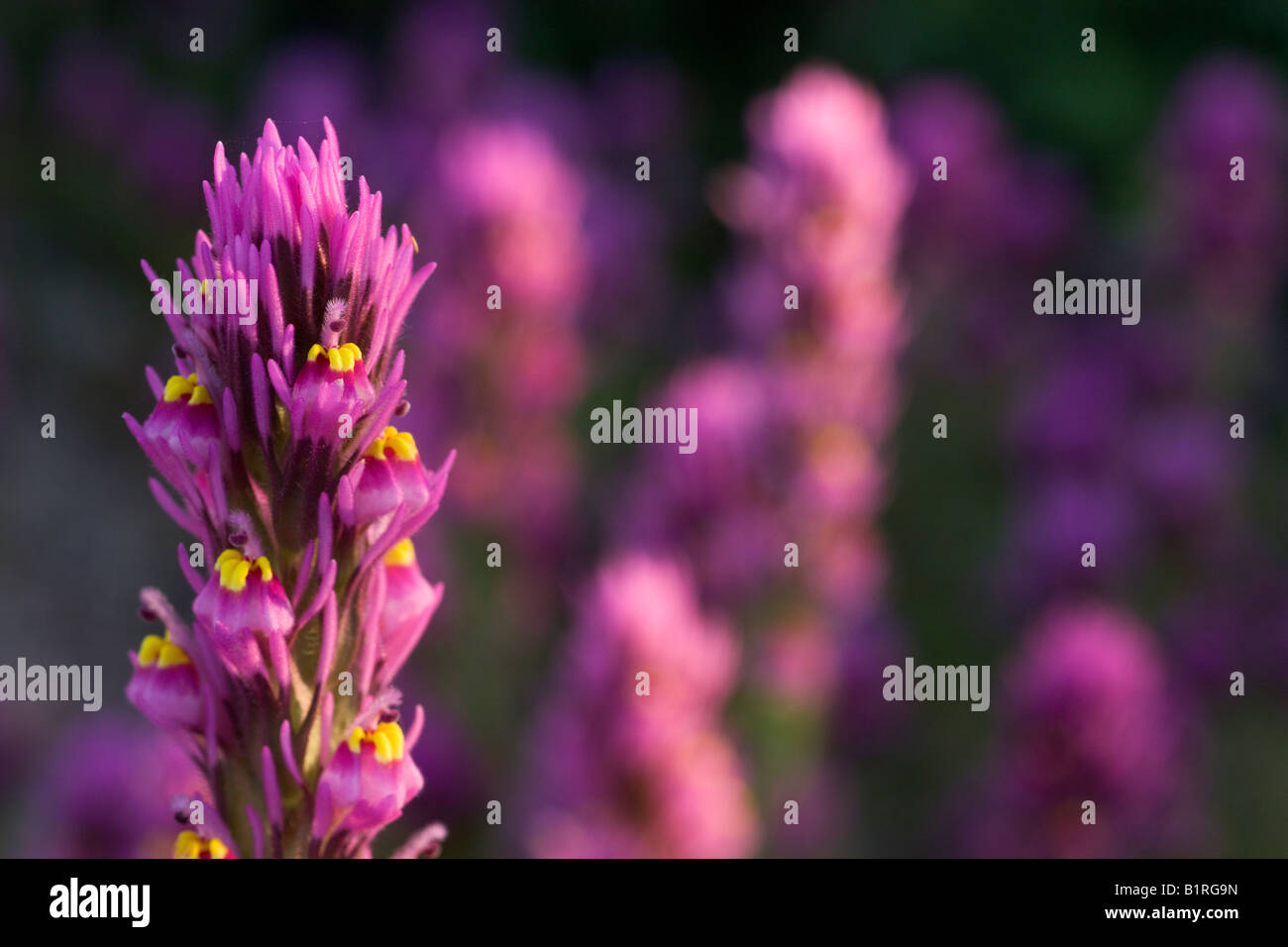 Lila Eule s Klee Castilleja Exserta in McDowell Mountain Regional Park in der Nähe von Fountain Hills außerhalb von Phoenix Arizona Stockfoto