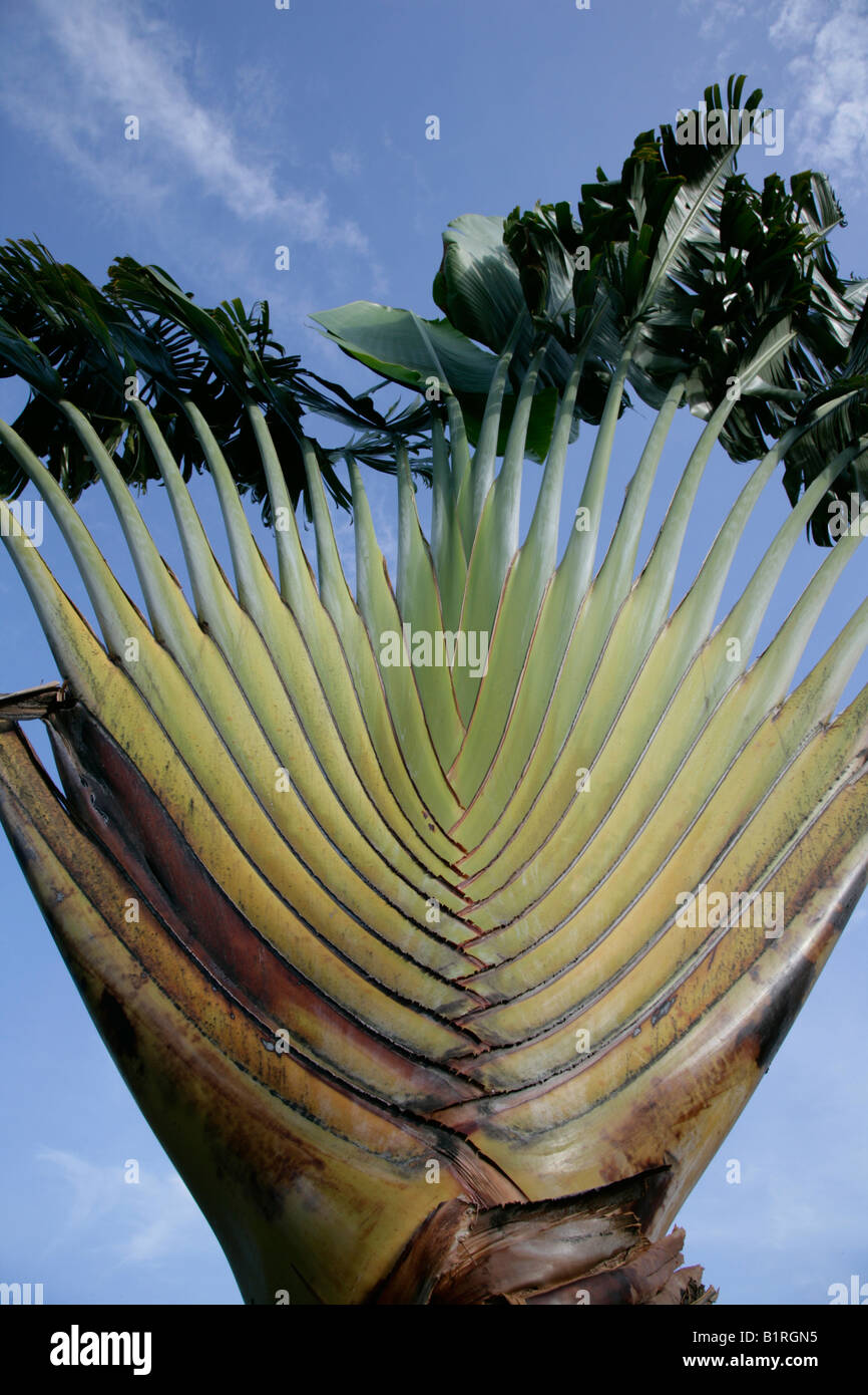 Palme der Reisenden (Ravenala Madagascariensis), Biliau, Papua