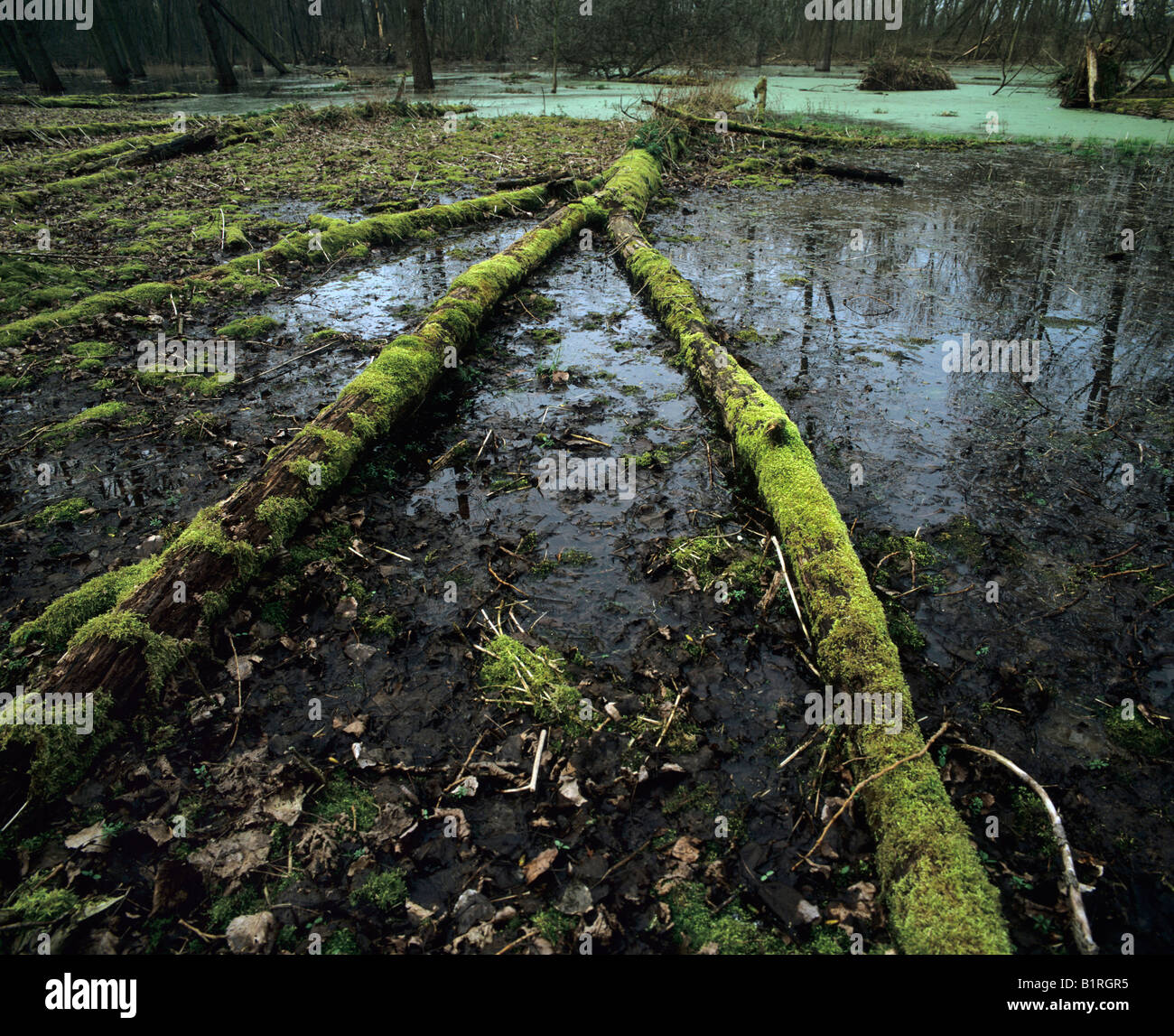 Lebensraum Feuchtgebiet mit Moos bewachsenen Totholz, Dicke Wasserlinsen Teppich hinten Stockfoto