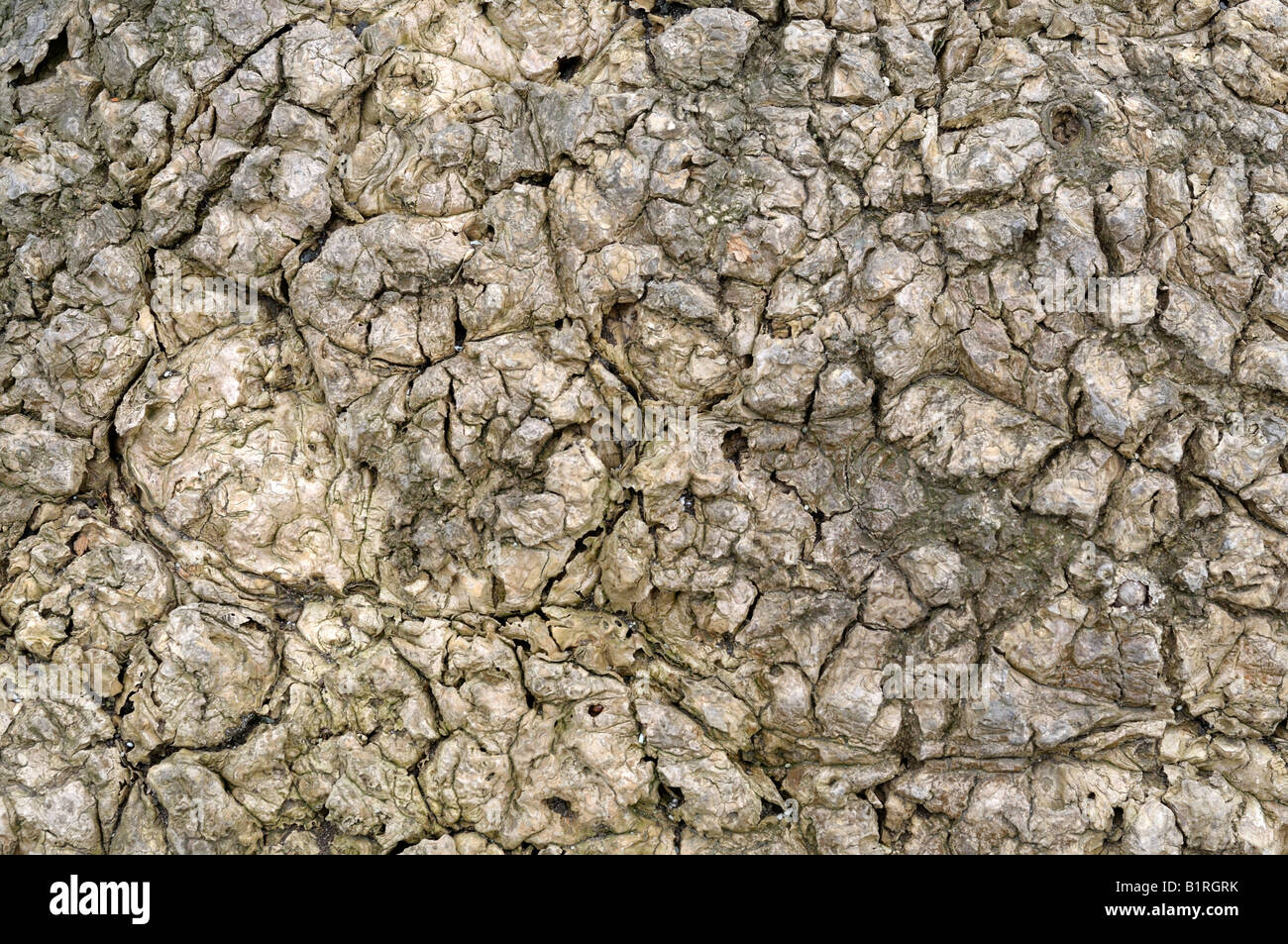 Nahaufnahme eines Wachstums, Krebs auf einer amerikanischen Tulpenbaum, Yellow Poplar (Liriodendron Tulipifera) Stockfoto