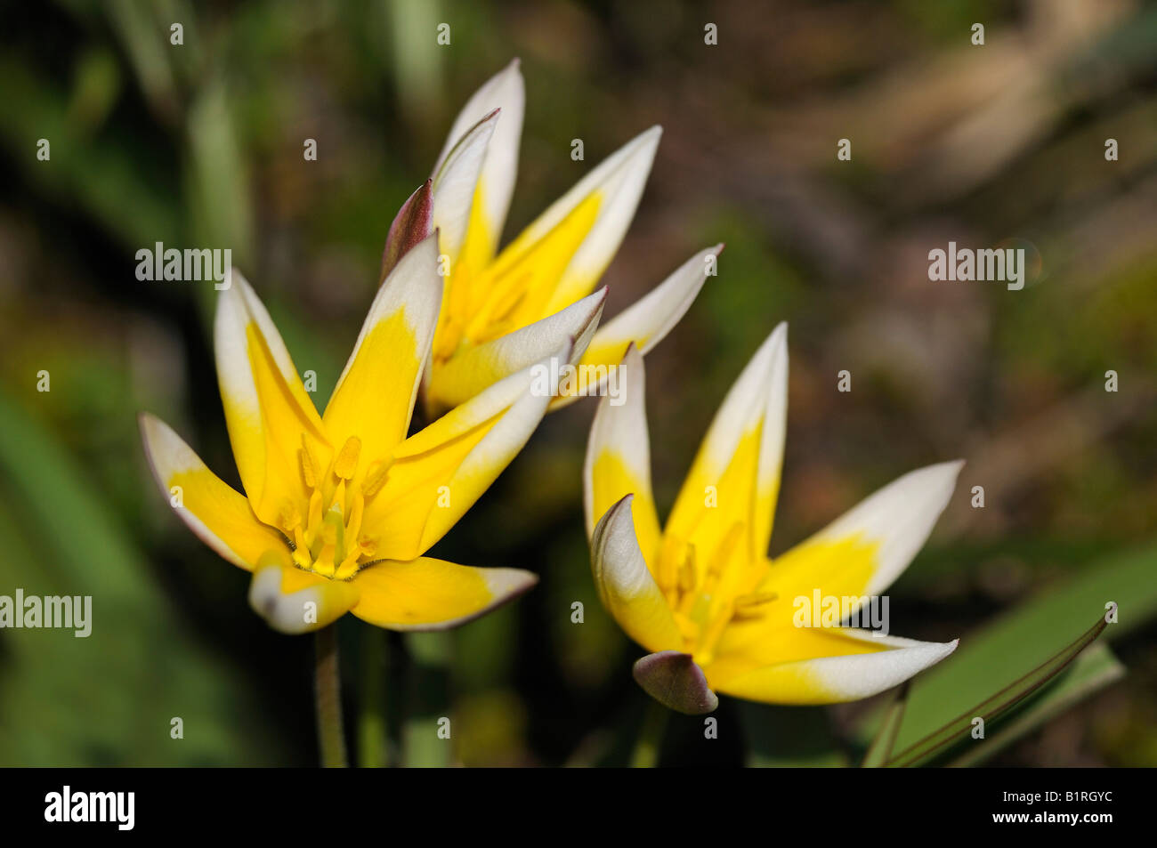 Tarda-Tulpe (Tulipa Tarda) Stockfoto