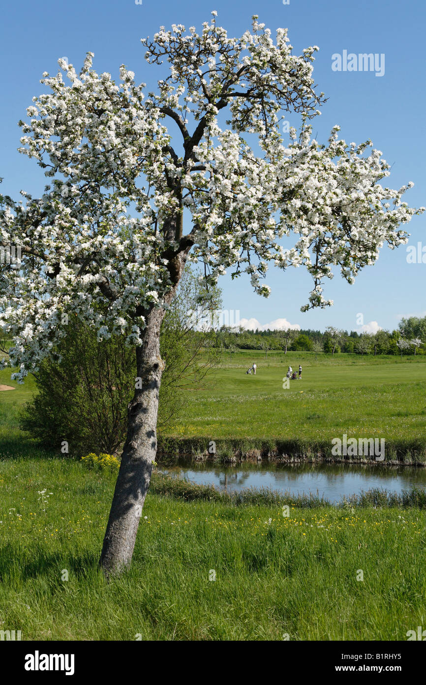 Blühender Apfelbaum am Golfplatz Maria Bildhausen, Rhön Berge, untere Franken, Bayern, Deutschland, Europa Stockfoto