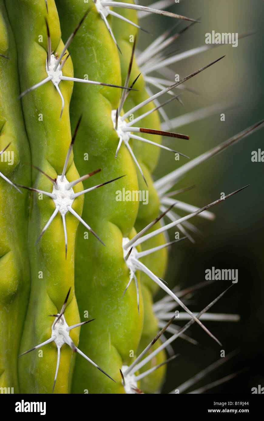 Nahaufnahme eines Kaktus Zahnstocher (Stetsonia Coryne) Stockfoto