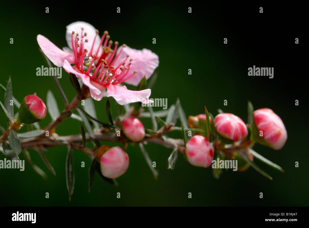 Manuka, Teebaum (Leptospermum Scoparium) Stockfoto