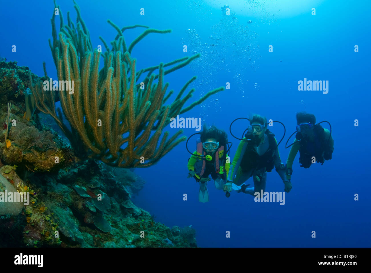 Drei Taucher, Mutter und Töchter, über ein Korallenriff Tauchen Roatan, Honduras, Mittelamerika, Karibik Stockfoto