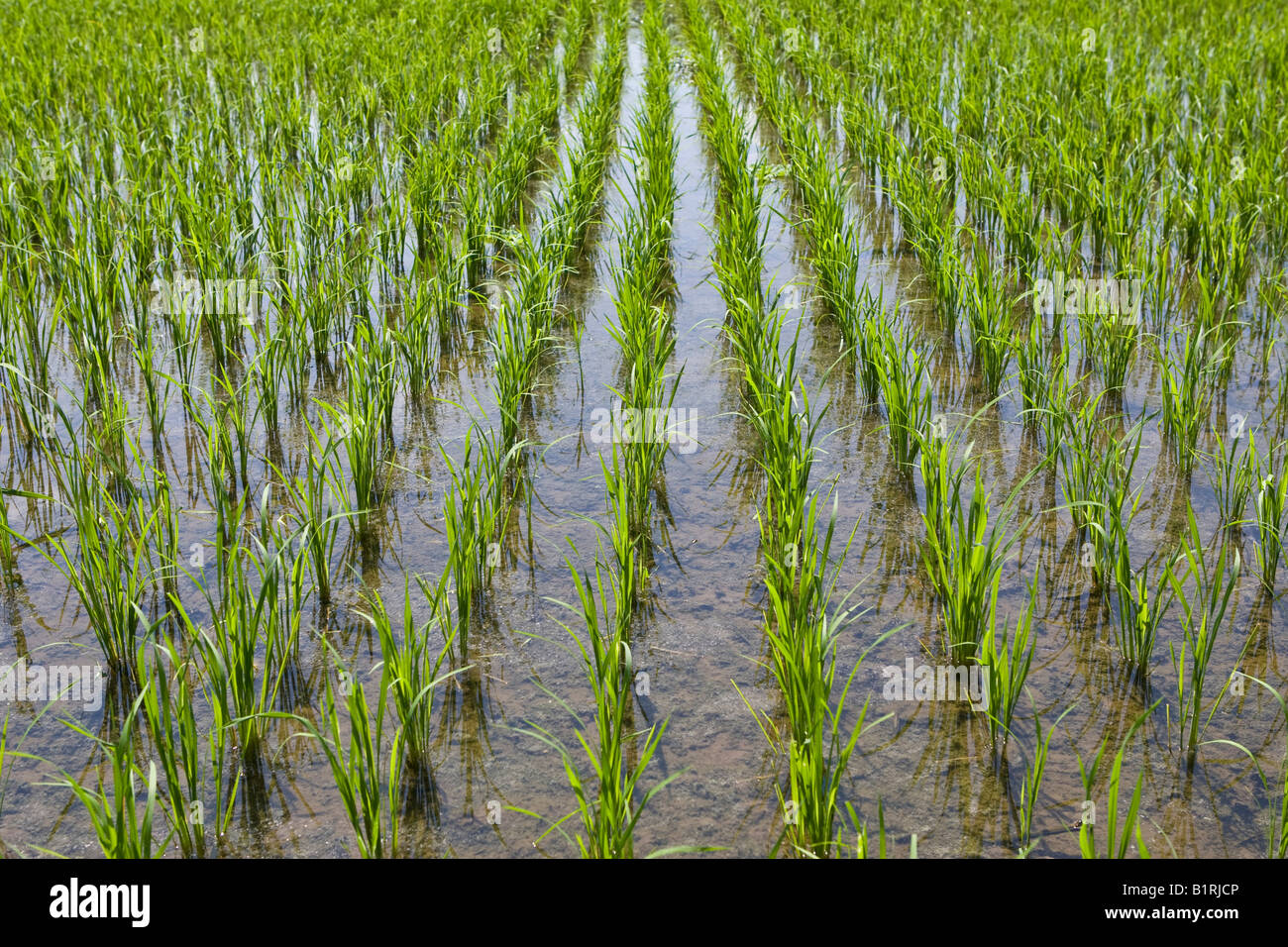 Reisfeld oder Paddy mit Wasser bedeckt, der Insel Lombok, kleinen Sunda-Inseln, Indonesien, Asien Stockfoto