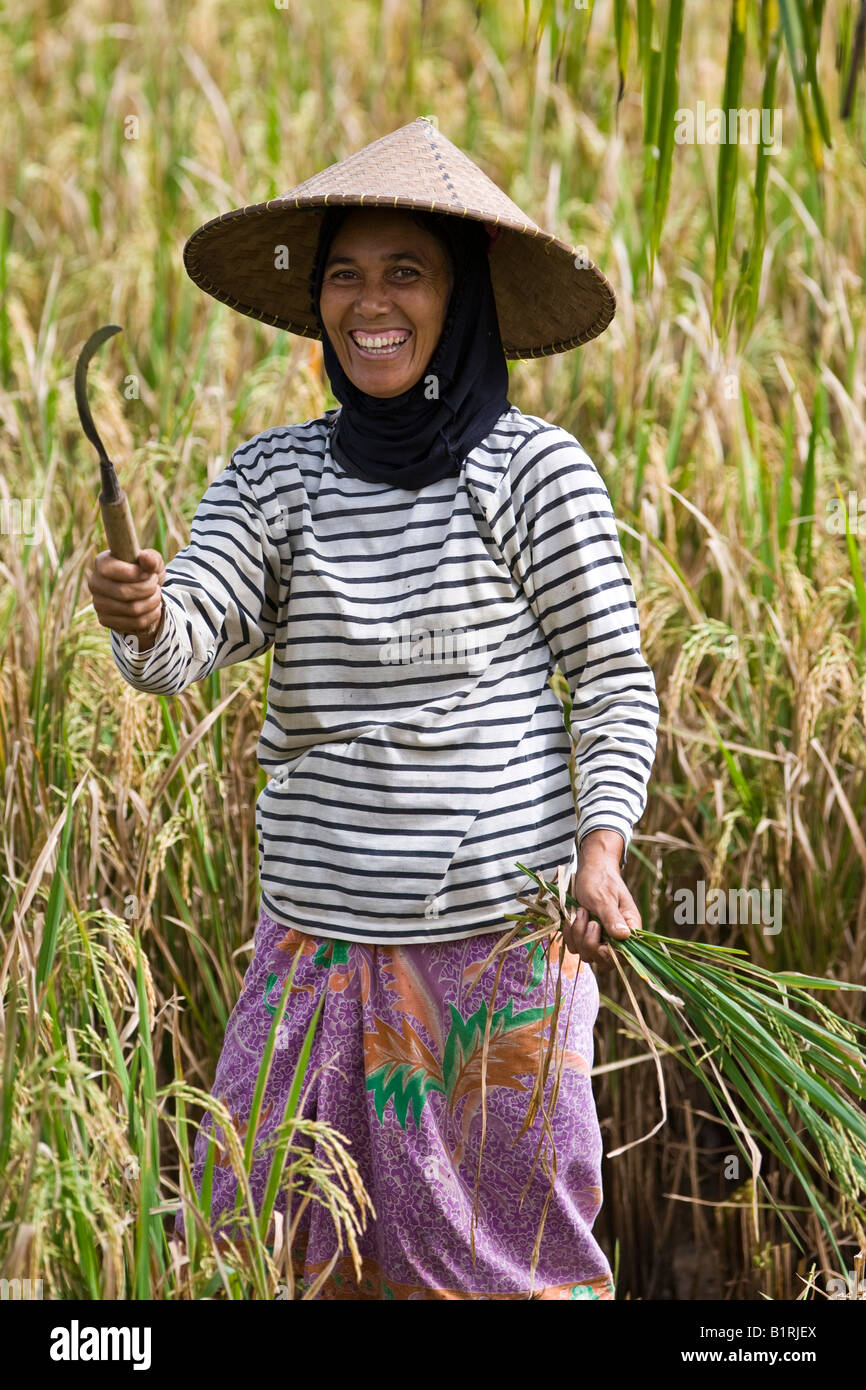 Weibliche Reisbauer mit einem Messer und Reis Pflanzen in ihrer Hand, stehend in einem Reis Feld, Insel Lombok, kleinen Sunda-Inseln, Ind Stockfoto