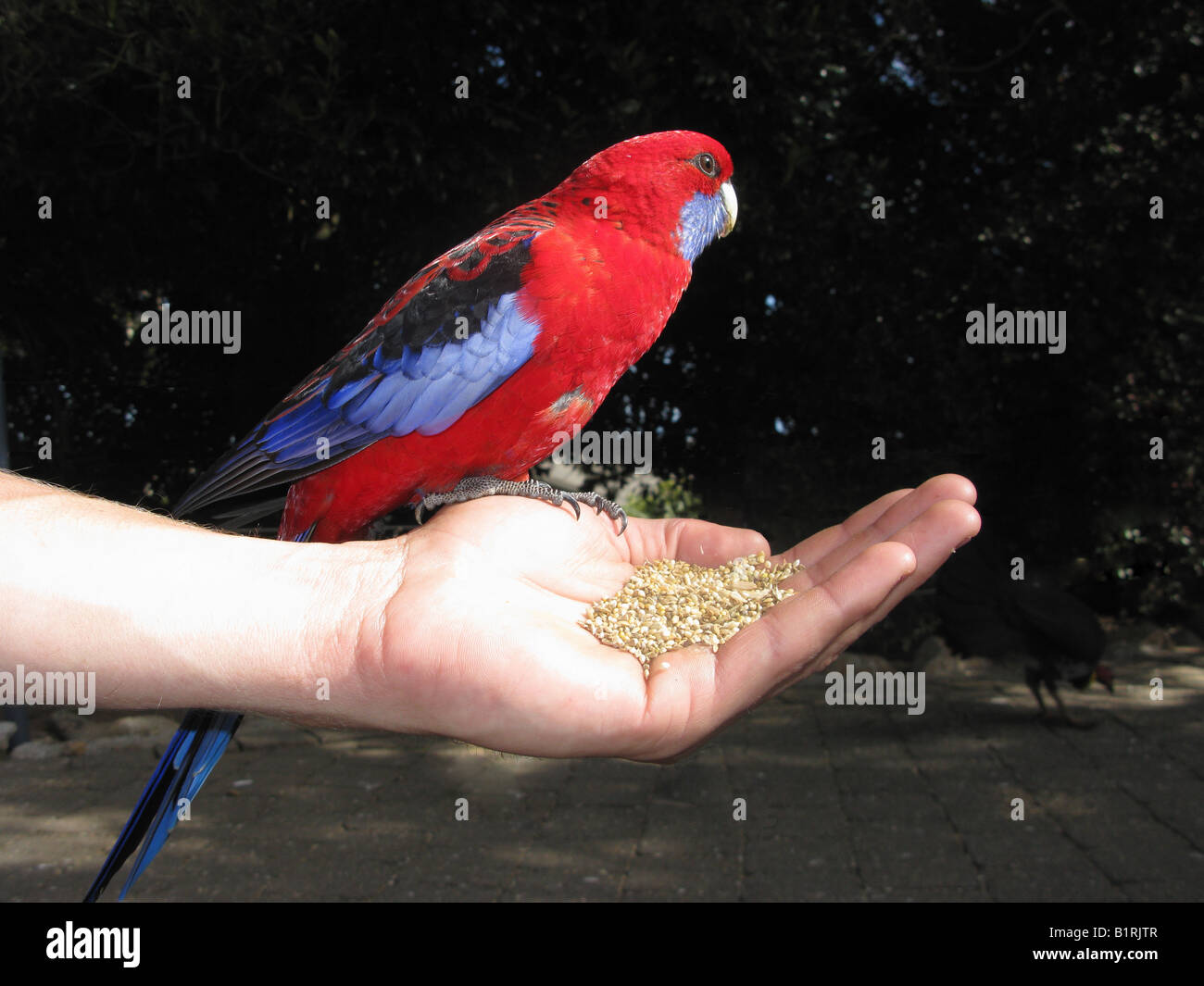 Detail von Hand füttern Vogel Crimson Rosellas Platycercus Elegans in O Reilly Lamington National Park-Queensland-Australien Stockfoto