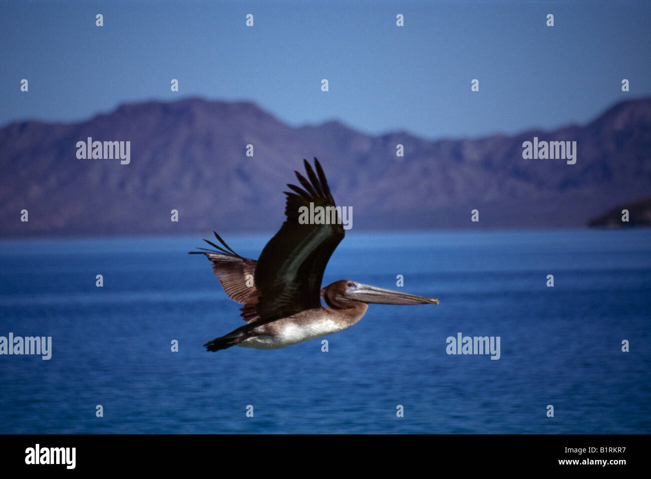 Pelikan, Pichilingue La Paz, Baja Caliornia, Mexiko Stockfoto