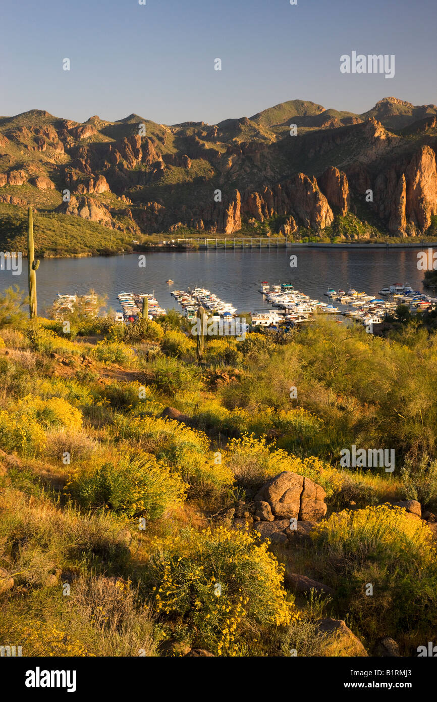 Wildblumen und Saguaro-Kaktus im Saguaro Lake im Tonto National Forest in der Nähe von Fountain Hills außerhalb von Phoenix Arizona Stockfoto