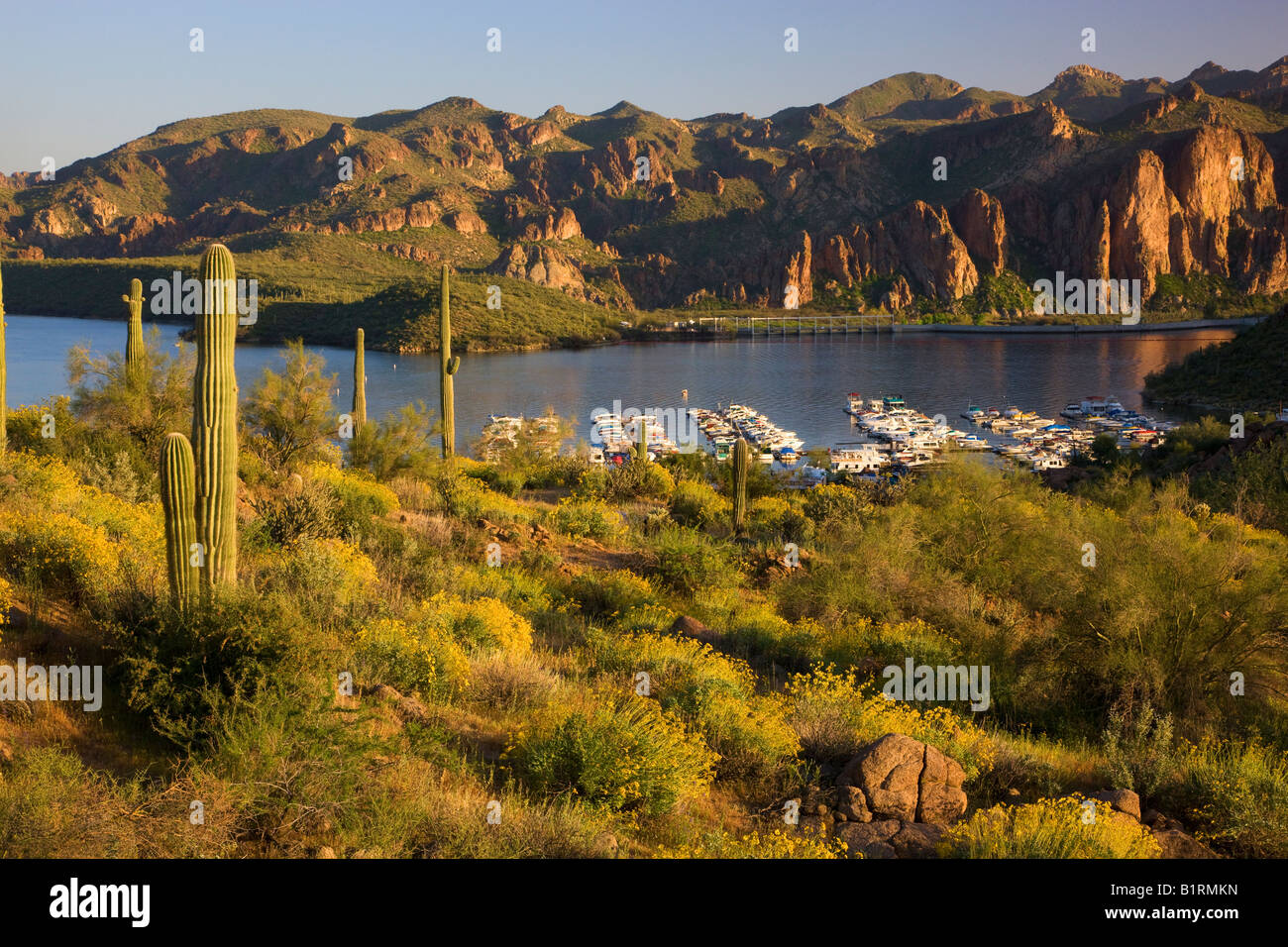 Wildblumen und Saguaro-Kaktus im Saguaro Lake im Tonto National Forest in der Nähe von Fountain Hills außerhalb von Phoenix Arizona Stockfoto