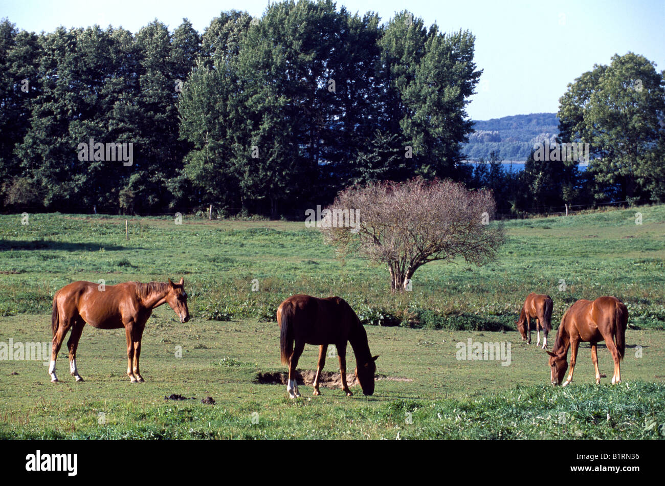 Pferde (Equiden), Müritz-Nationalpark, Mecklenburg-Vorpommern, Deutschland Stockfoto