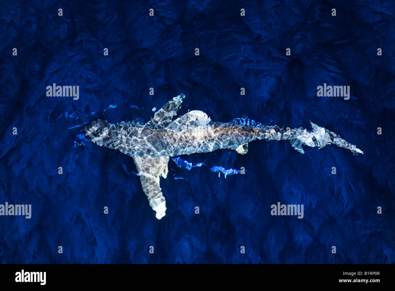Ozeanische Weißspitzen Hai (Carcharhinus Longimanus) schwimmen um eine Tauchen Schiff, Rotes Meer, Ägypten, Afrika Stockfoto