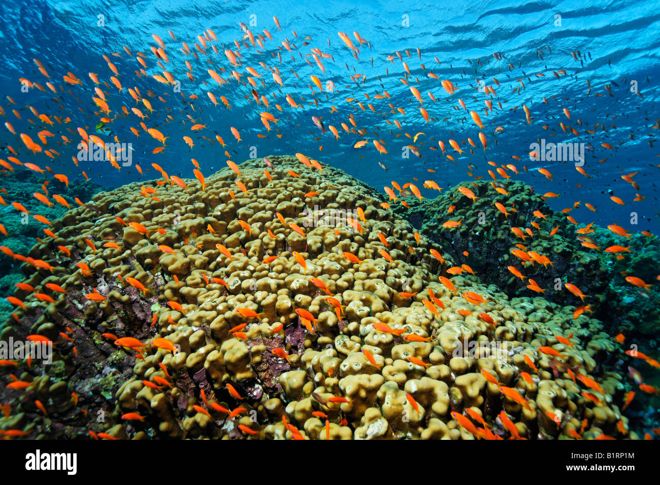 Hunderte von Anthias (Pseudanthias SP.) auf Nahrungssuche in der Strömung, Sharm el Sheikh, Rotes Meer, Ägypten, Afrika Stockfoto