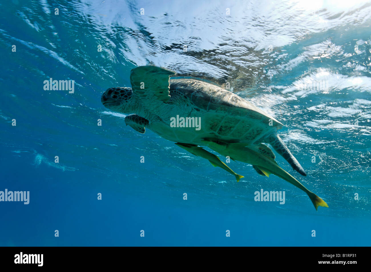Schiffshaltern oder Suckerfish (Echeneidae) angebracht zu einer Suppenschildkröte (Chelonia Mydas), die gerade unter der Wasseroberfläche schwimmt, Stockfoto