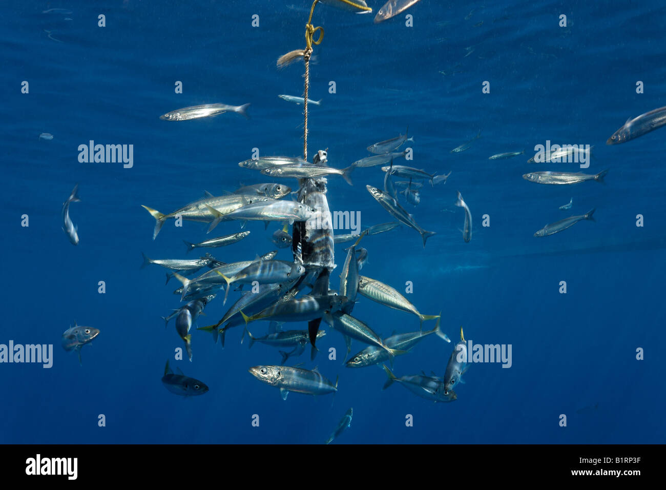 Köder, weiße Haie (Carcharodon Carcharias), gewinnen Insel Guadalupe, Mexiko, Pazifik, Nordamerika Stockfoto