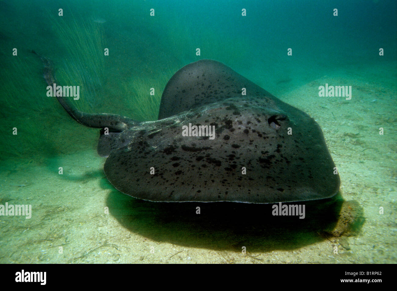 Blackspotted Stingray oder Blotched Fantail Ray (Taeniura Meyeni) schwimmen über sandigen Meeresboden, Oman, Arabische Halbinsel, fossi Stockfoto