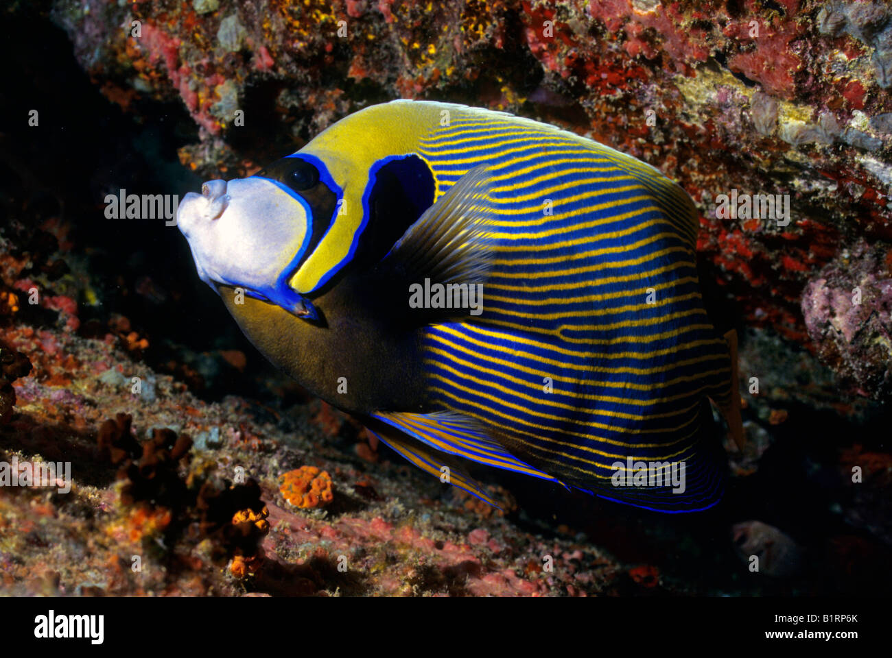 Ein Kaiser-Kaiserfisch (Pomacanthus Imperator) schwimmen entlang einem Korallenriff, arabischen Halbinsel Musandam, Oman, Indischer Ozean, Asien Stockfoto