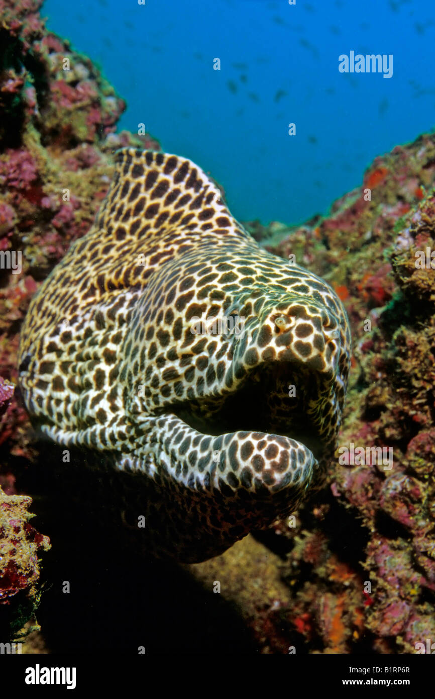 Honeycomb Moray oder geschnürt Muräne (Gymnothorax Favagineus) aus einem Korallenriff, Oman, Arabien, Indischer Ozean, Asien Stockfoto