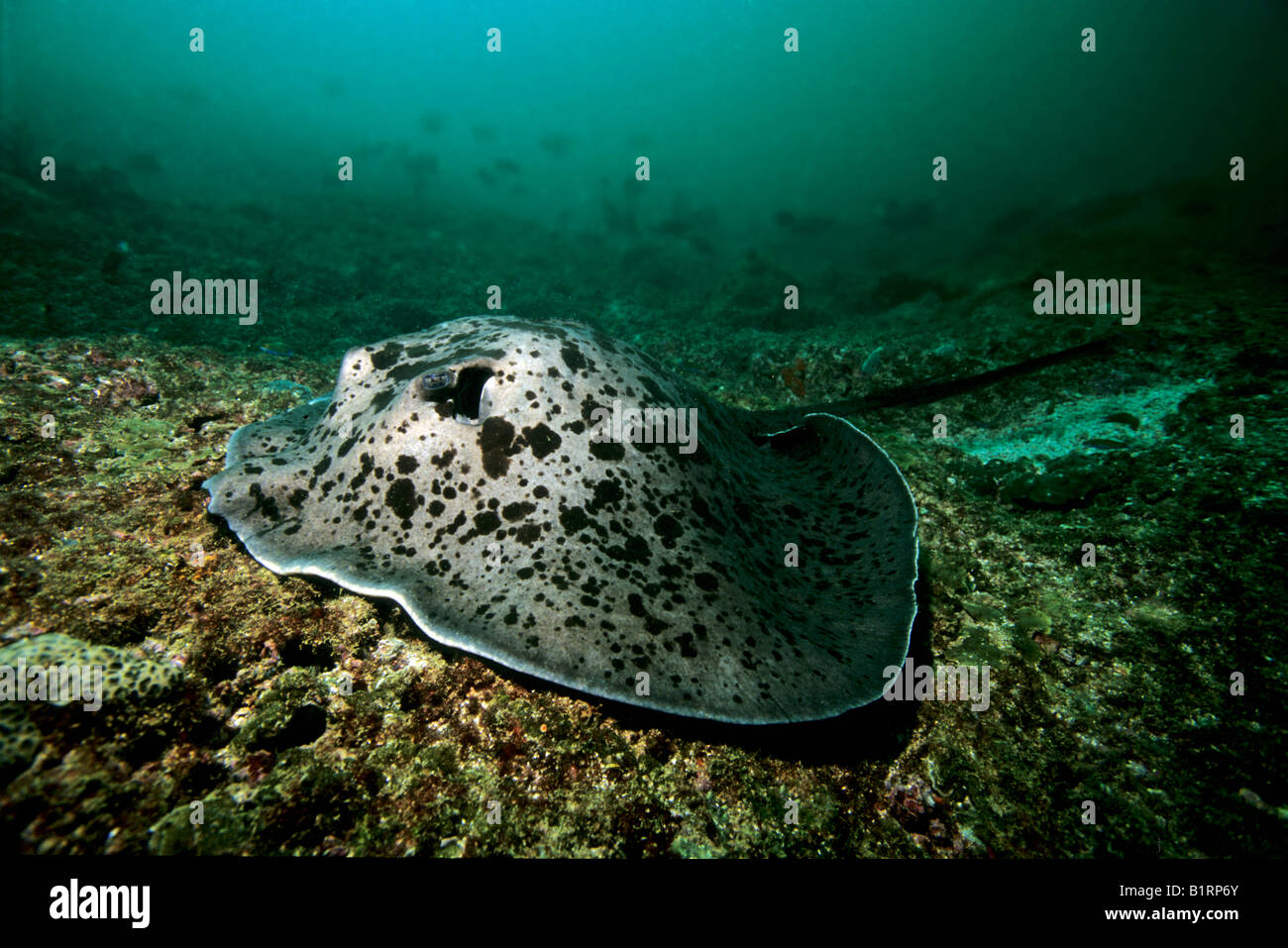 Gestromt Fantail Ray (Taeniura Meyeni) liegen auf einem Korallenriff, arabischen Halbinsel Musandam, Oman, Indischer Ozean, Asien Stockfoto