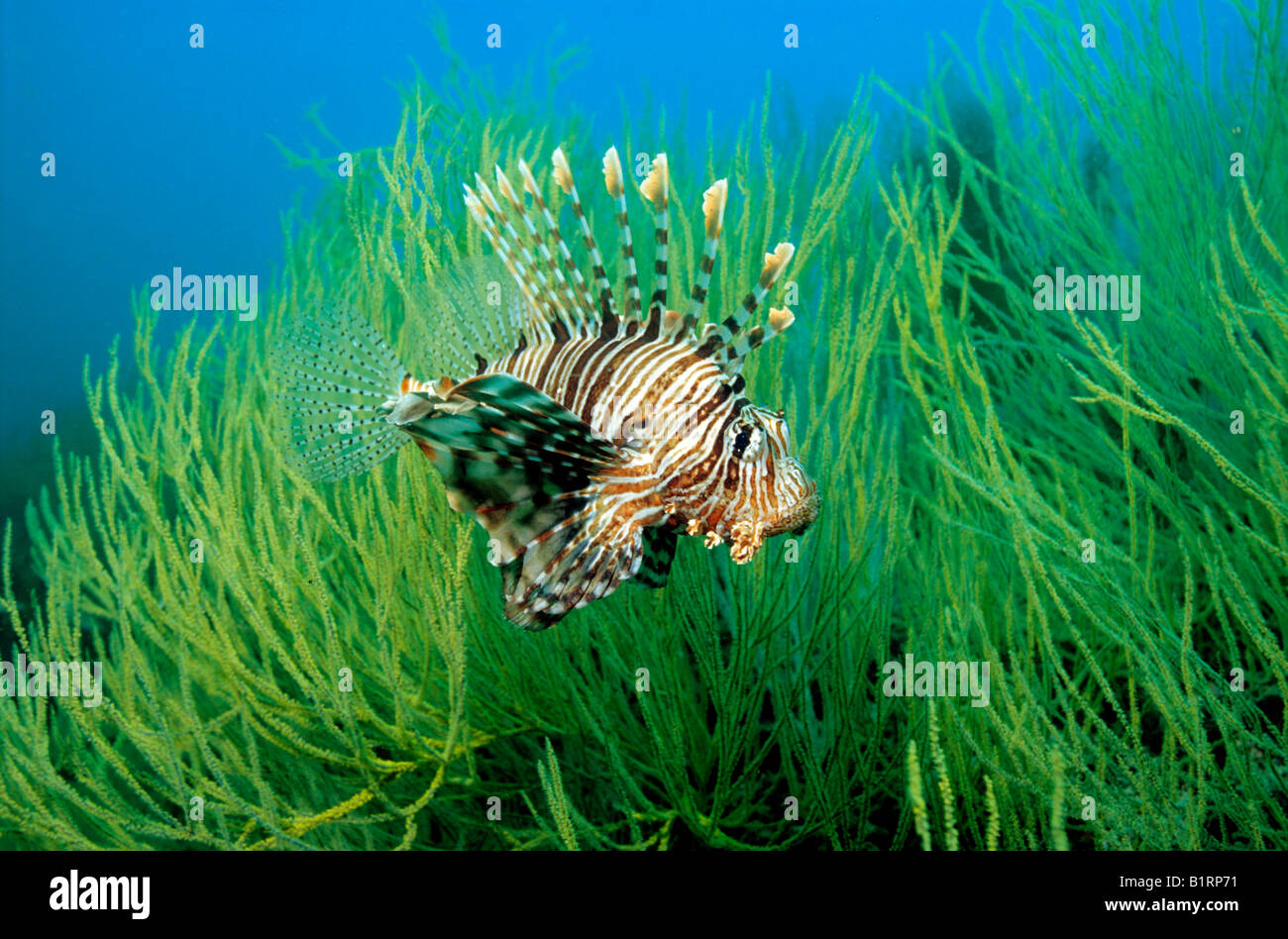 Rot Rotfeuerfisch (Pterois Volitans) suchen Schutz in den Zweigen einer schwarze Koralle, Musandam, Oman, Arabische Halbinsel, indisch Stockfoto