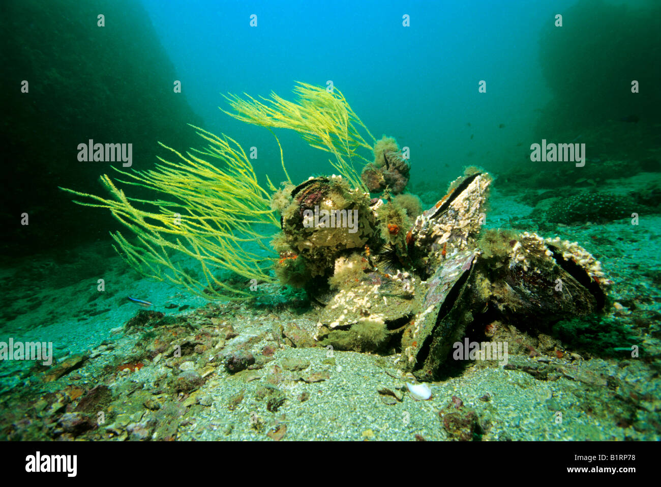 Schwarze Korallen wachsen auf unbekannten Austern, Musandam, Oman, Arabien, Indischer Ozean, Asien Stockfoto