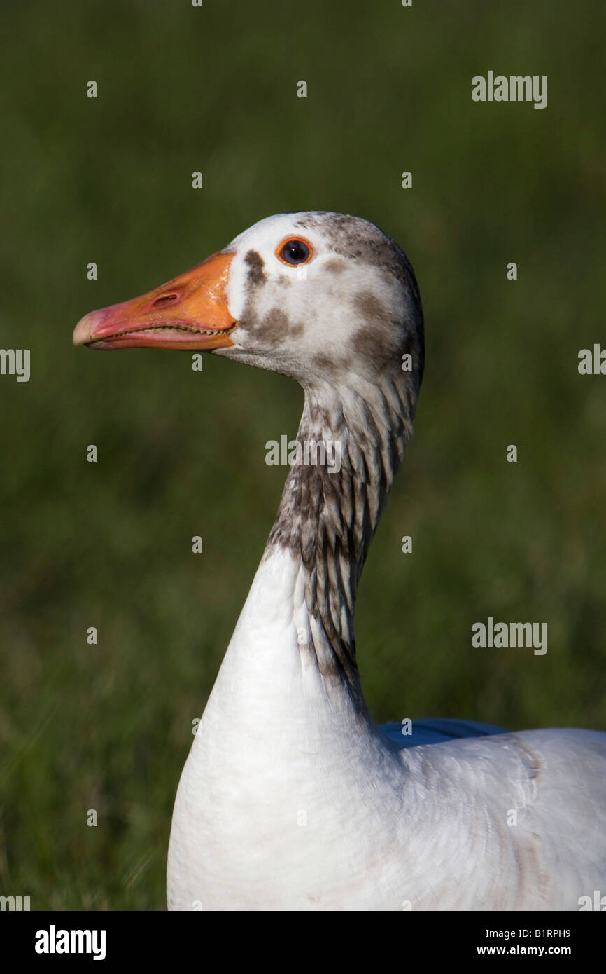 Kreuzung zwischen einer Graugans (Anser Anser) und eine inländische Gans, Baden-Württemberg, Deutschland, Europa Stockfoto