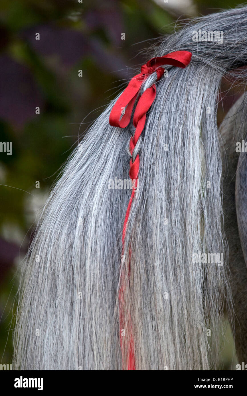 Pferd Heck, Heck mit roten Band, Band, als eine Warnung bei der Jagd verwendet Stockfoto