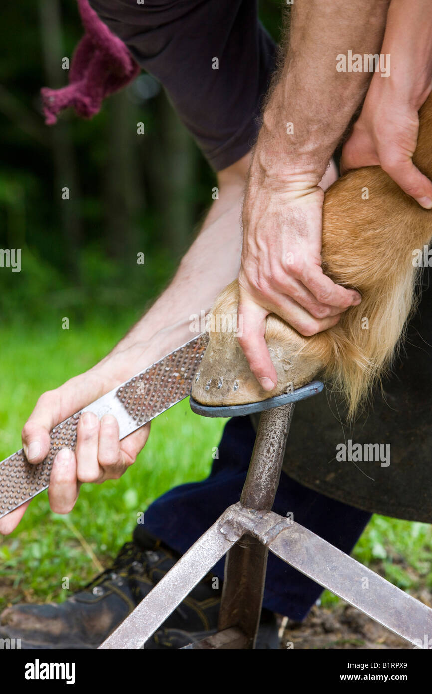 Schmied Shoding ein Pferd, Einreichung der verbleibenden Hufeisen Nagel, Nord-Tirol, Österreich, Europa Stockfoto