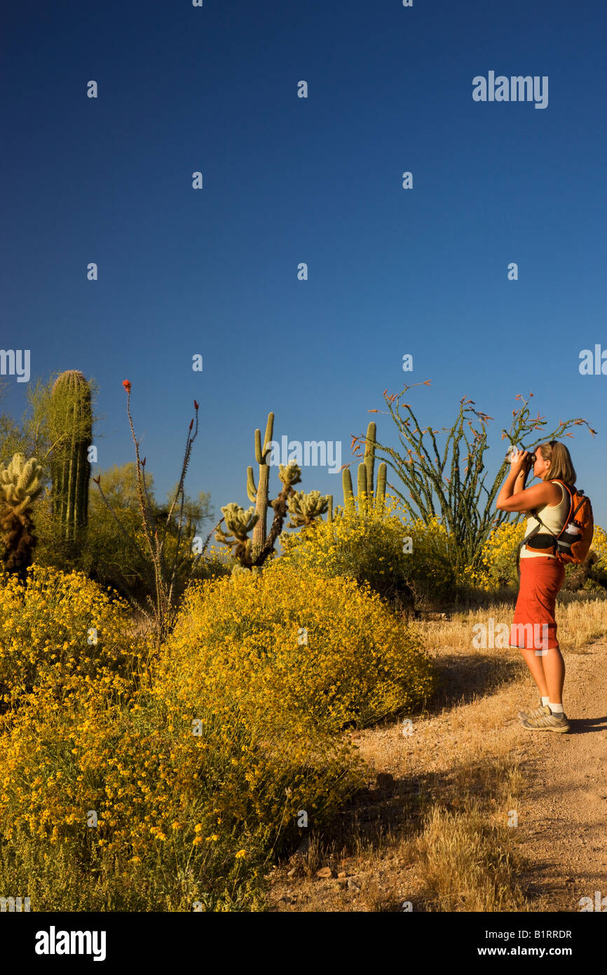Ein Besucher wandern in McDowell Mountain Regional Park in der Nähe von Fountain Hills außerhalb von Phoenix Arizona Modell veröffentlicht Stockfoto