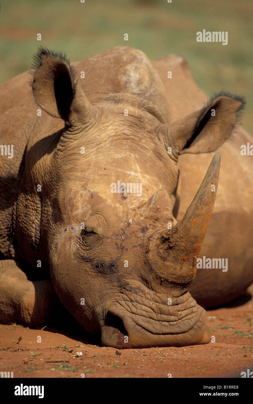 Breitmaulnashorn oder Square-lipped Rhino (Ceratotherium Simum), schlafen Stockfoto