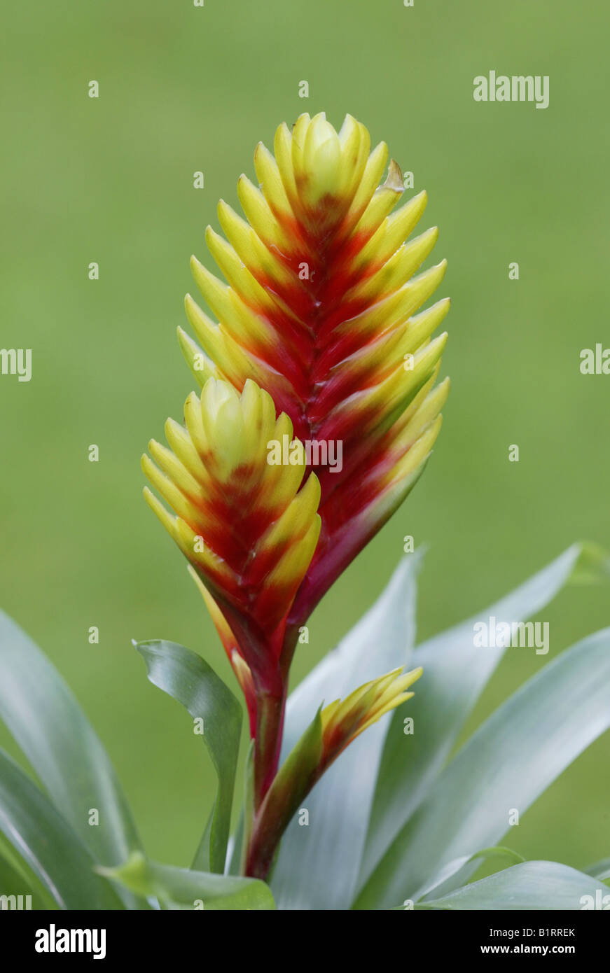 Bromelia (Vriesea Psittacina Stockfotografie Alamy