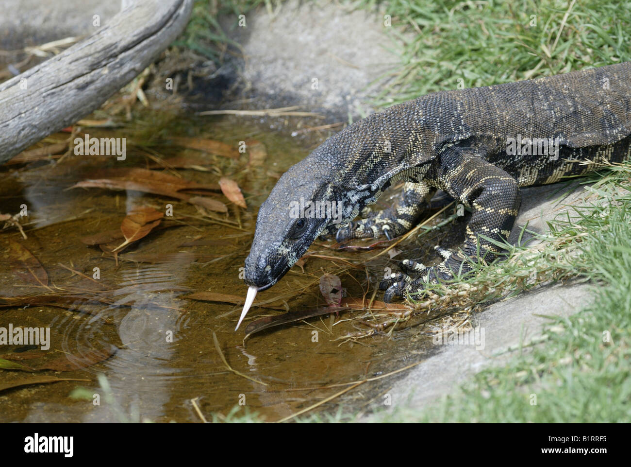 Spitzen Sie-Waran oder Spitze Goanna (Varanus Varius), trinken, Australien Stockfoto