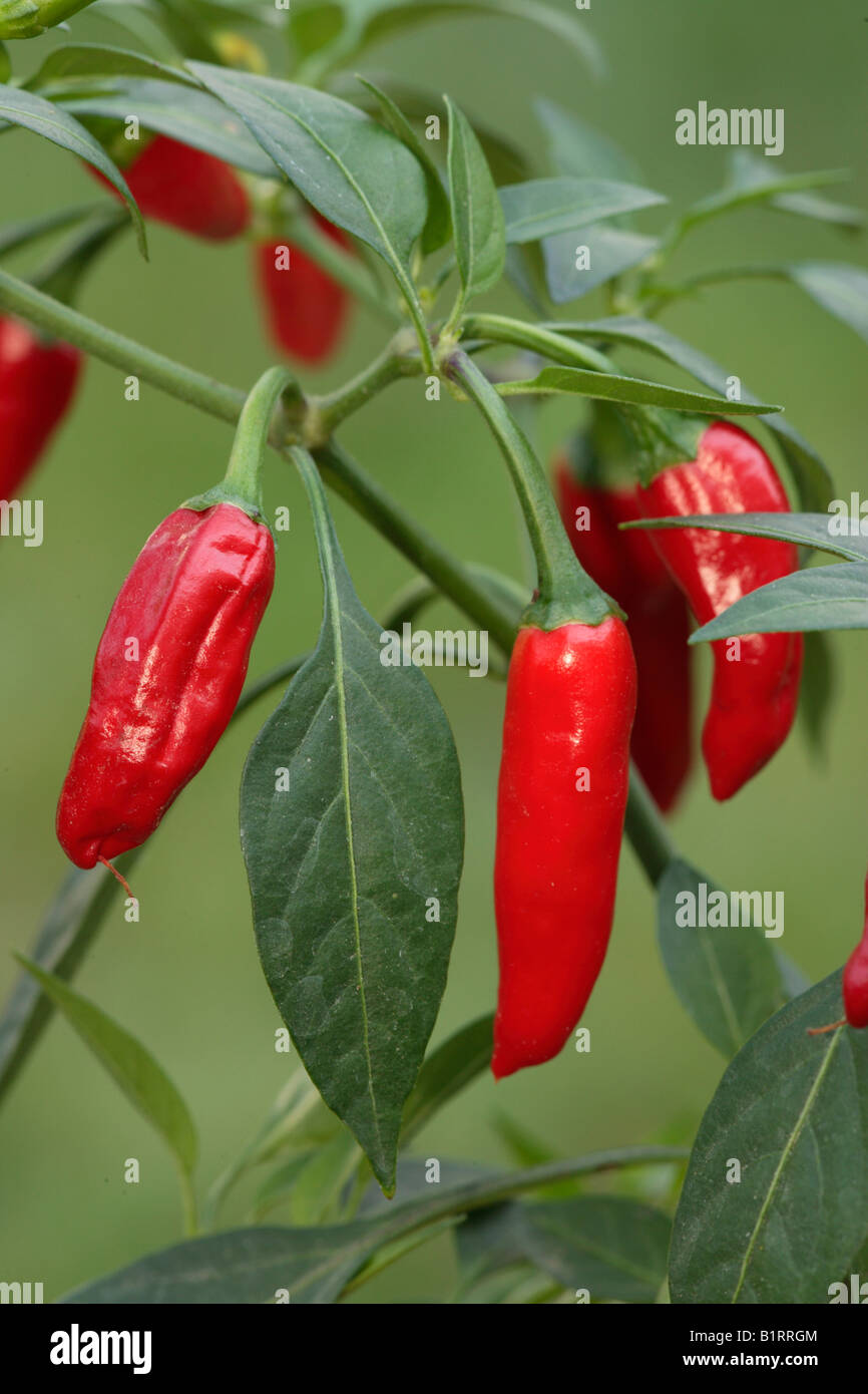 Chili-Paprika (Capsicum Annuum), Obst Stockfoto