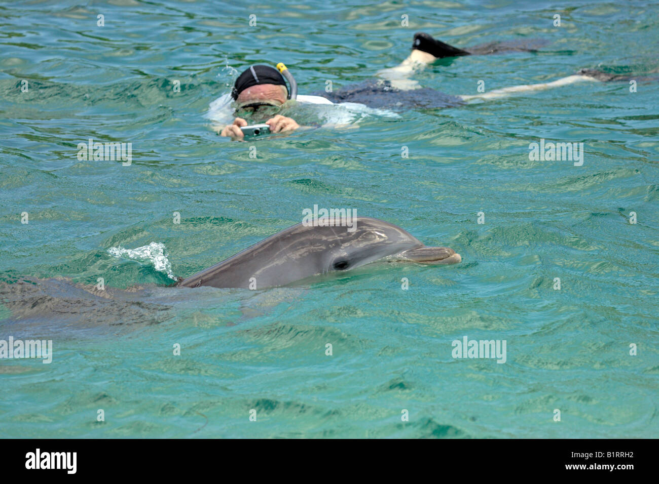Gemeinsame große Tümmler (Tursiops Truncatus), Erwachsene, Schwimmen mit Schnorchler, Insel Roatan, Honduras, Karibik, zentrale Ame Stockfoto Gemeinsame große Tümmler (Tursiops Truncatus), Erwachsene, Schwimmen mit Schnorchler, Insel Roatan, Honduras, Karibik, zentrale Ame Stockfoto