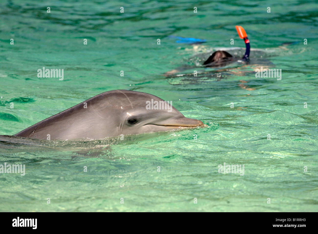 Gemeinsame große Tümmler (Tursiops Truncatus), Erwachsene, Schwimmen mit Schnorchler, Insel Roatan, Honduras, Karibik, zentrale Ame Stockfoto Gemeinsame große Tümmler (Tursiops Truncatus), Erwachsene, Schwimmen mit Schnorchler, Insel Roatan, Honduras, Karibik, zentrale Ame Stockfoto