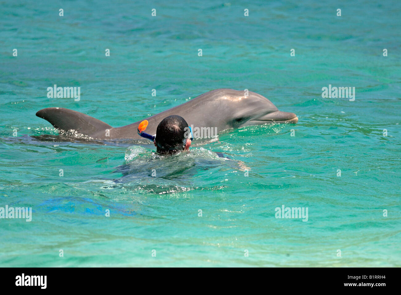 Gemeinsame große Tümmler (Tursiops Truncatus), Erwachsene, Schwimmen mit Schnorchler, Insel Roatan, Honduras, Karibik, zentrale Ame Stockfoto Gemeinsame große Tümmler (Tursiops Truncatus), Erwachsene, Schwimmen mit Schnorchler, Insel Roatan, Honduras, Karibik, zentrale Ame Stockfoto