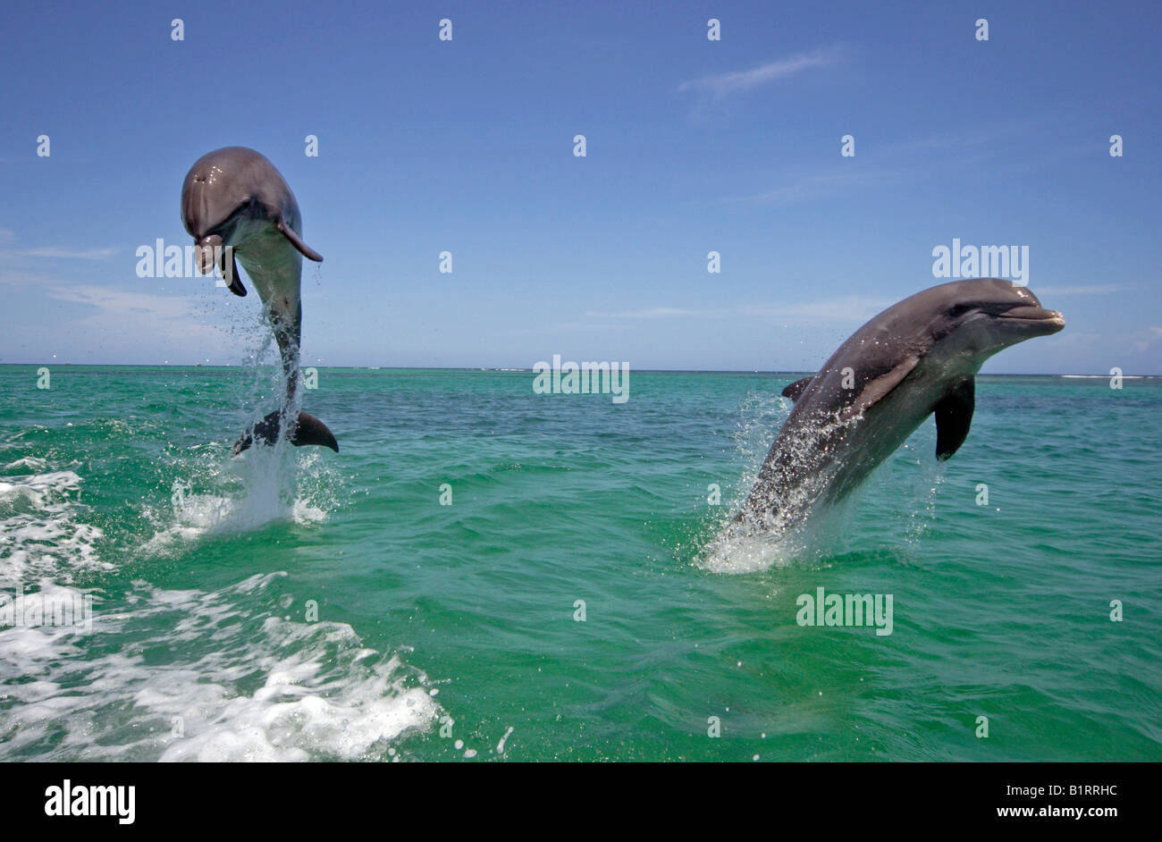 Ein Erwachsener Pair Tümmler (Tursiops Truncatus) springen aus dem Wasser, Roatan, Honduras, Mittelamerika, Karibik Stockfoto Ein Erwachsener Pair Tümmler (Tursiops Truncatus) springen aus dem Wasser, Roatan, Honduras, Mittelamerika, Karibik Stockfoto
