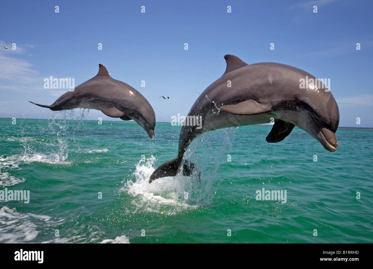 Ein Erwachsener Pair Tümmler (Tursiops Truncatus) springen aus dem Wasser, Roatan, Honduras, Mittelamerika, Karibik Stockfoto Ein Erwachsener Pair Tümmler (Tursiops Truncatus) springen aus dem Wasser, Roatan, Honduras, Mittelamerika, Karibik Stockfoto