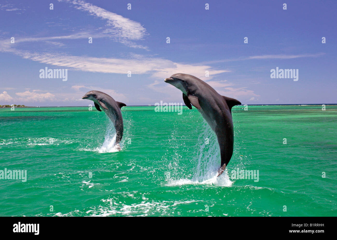 Ein Erwachsener Pair Tümmler (Tursiops Truncatus) springen aus dem Wasser, Roatan, Honduras, Mittelamerika, Karibik Stockfoto Ein Erwachsener Pair Tümmler (Tursiops Truncatus) springen aus dem Wasser, Roatan, Honduras, Mittelamerika, Karibik Stockfoto