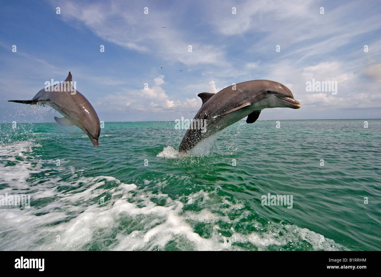 Ein Erwachsener Pair Tümmler (Tursiops Truncatus) springen aus dem Wasser, Roatan, Honduras, Mittelamerika, Karibik Stockfoto Ein Erwachsener Pair Tümmler (Tursiops Truncatus) springen aus dem Wasser, Roatan, Honduras, Mittelamerika, Karibik Stockfoto