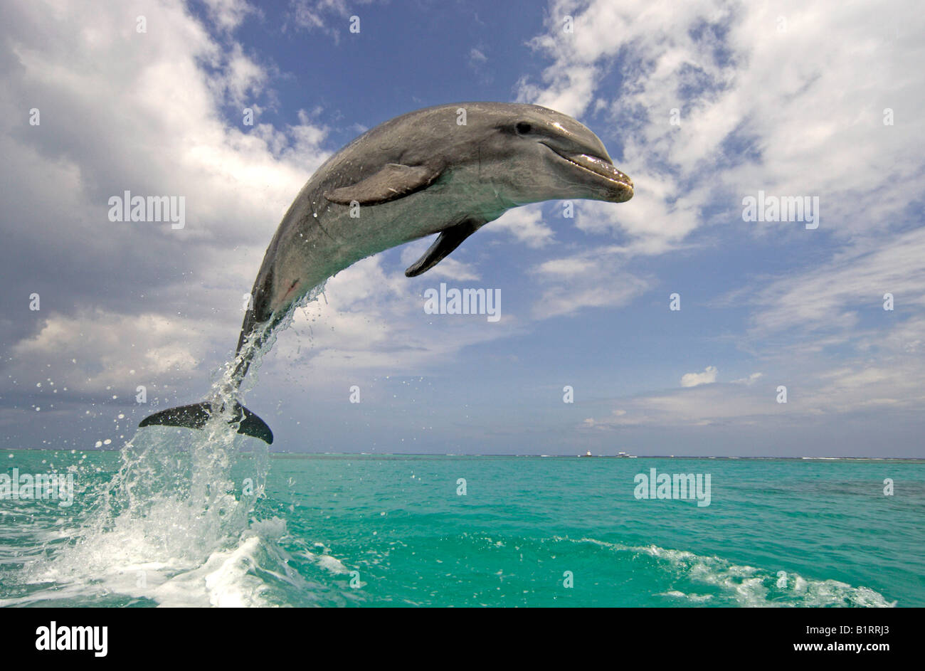 Gemeinsame große Tümmler (Tursiops Truncatus), Erwachsene, springen aus dem Wasser, Roatan, Honduras, Mittelamerika, Karibik Stockfoto Gemeinsame große Tümmler (Tursiops Truncatus), Erwachsene, springen aus dem Wasser, Roatan, Honduras, Mittelamerika, Karibik Stockfoto