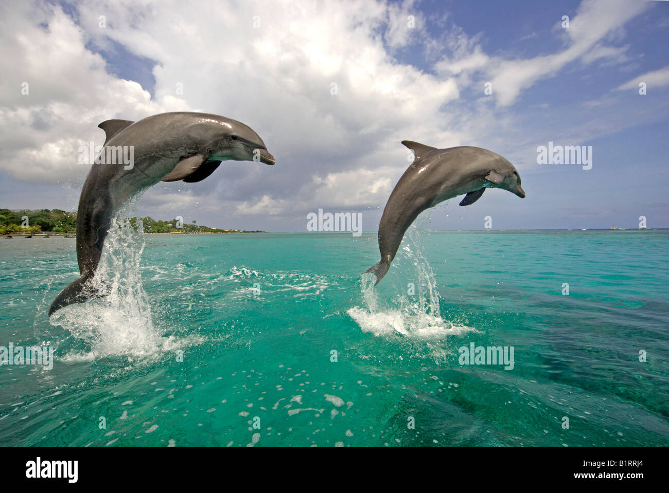 Gemeinsame große Tümmler (Tursiops Truncatus), paar, Erwachsener, springen aus dem Wasser, zentrale Ame, Roatan, Honduras, Karibik Stockfoto Gemeinsame große Tümmler (Tursiops Truncatus), paar, Erwachsener, springen aus dem Wasser, zentrale Ame, Roatan, Honduras, Karibik Stockfoto