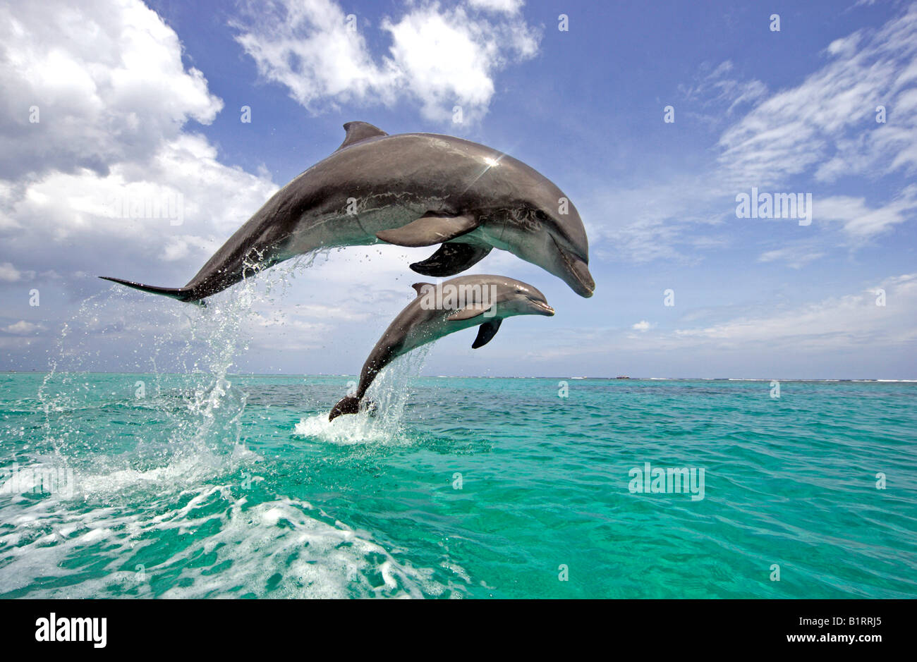 Gemeinsame große Tümmler (Tursiops Truncatus), paar, Erwachsener, springen aus dem Wasser, zentrale Ame, Roatan, Honduras, Karibik Stockfoto Gemeinsame große Tümmler (Tursiops Truncatus), paar, Erwachsener, springen aus dem Wasser, zentrale Ame, Roatan, Honduras, Karibik Stockfoto