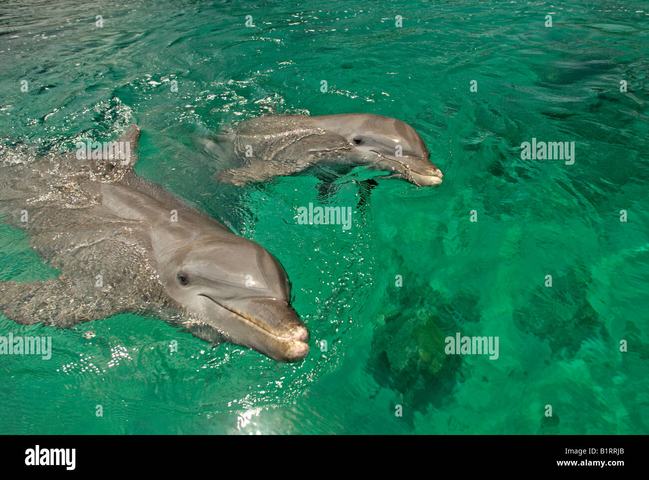Gemeinsame große Tümmler (Tursiops Truncatus), Erwachsene mit einem Jungtier, Roatan, Honduras, Mittelamerika, Karibik Stockfoto Gemeinsame große Tümmler (Tursiops Truncatus), Erwachsene mit einem Jungtier, Roatan, Honduras, Mittelamerika, Karibik Stockfoto