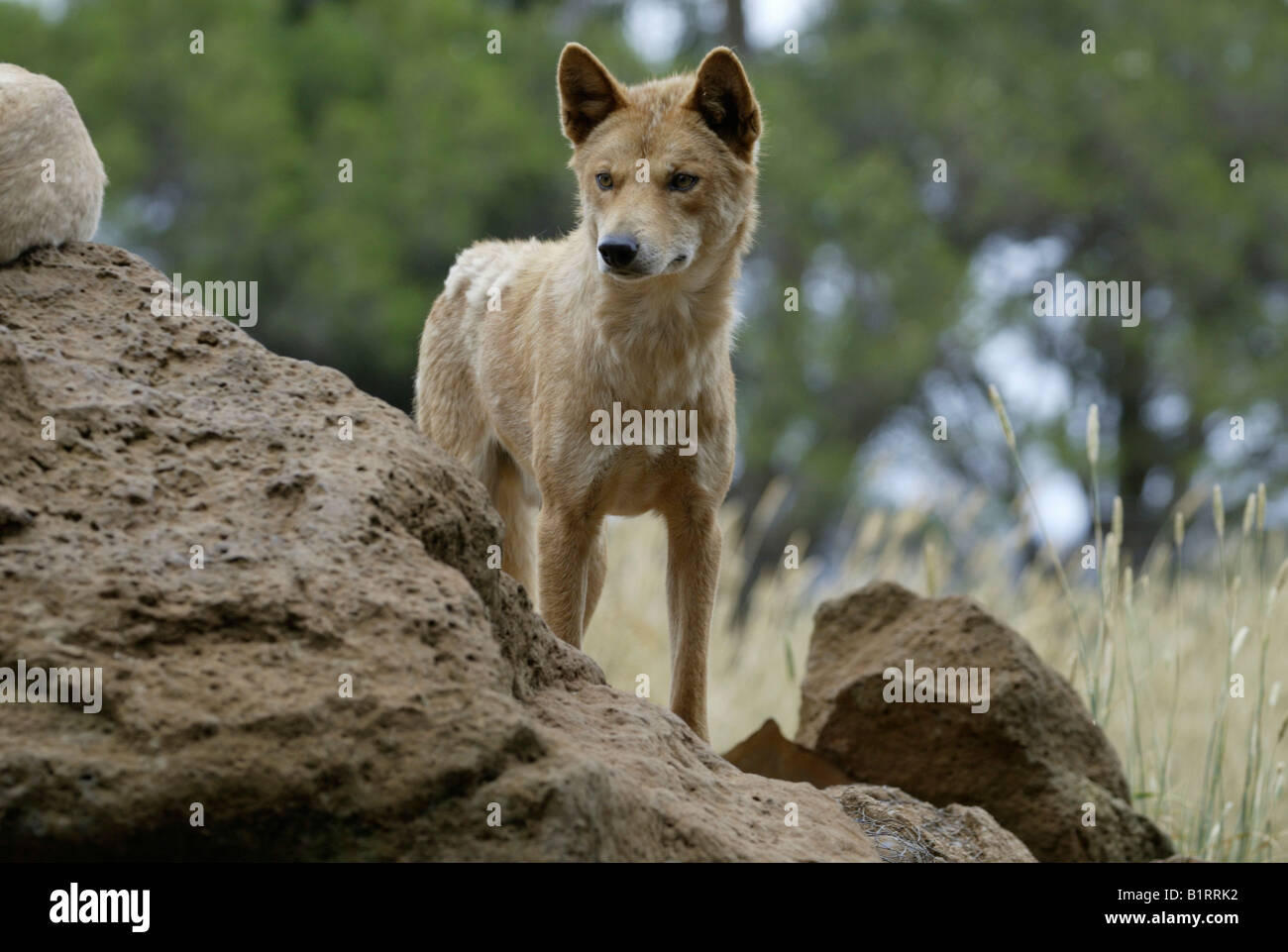 Dingo (Canis Lupus Dingo), Erwachsene, Australien Stockfoto