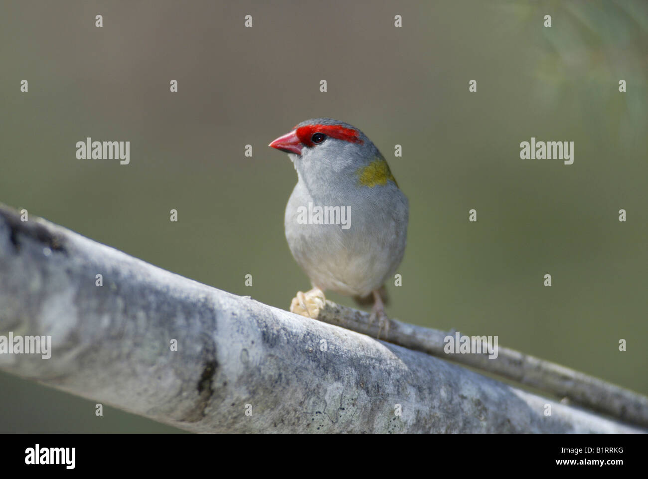 Rot-browed Finch, Red Browed Firetail (Neochmia Temporalis), Australien Stockfoto